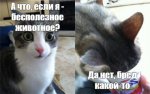 1 кот.jpg